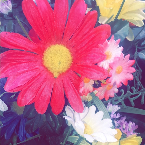 Meet your Posher, Arely - Picture 1 of 1